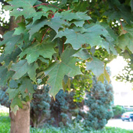 Клен остролистный / Acer platanoides