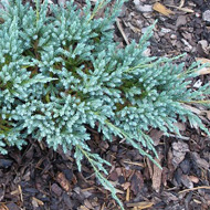 Можжевельник чешуйчатый Блю карпет / Juniperus squamata Blue Carpet