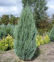 Можжевельник скальный Скайрокет / Juniperus scopulorum Skyrocket