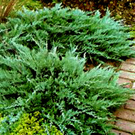 Можжевельник казацкий Тамарисцифолия / Juniperus sabina Tamariscifolia