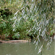 Ива белая плакучая / Salix alba