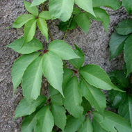 Виноград девичий пятилисточковый / Parthenocissus quinquefolia