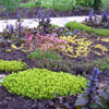 декоративные кустарники и травянистые многолетники для сада